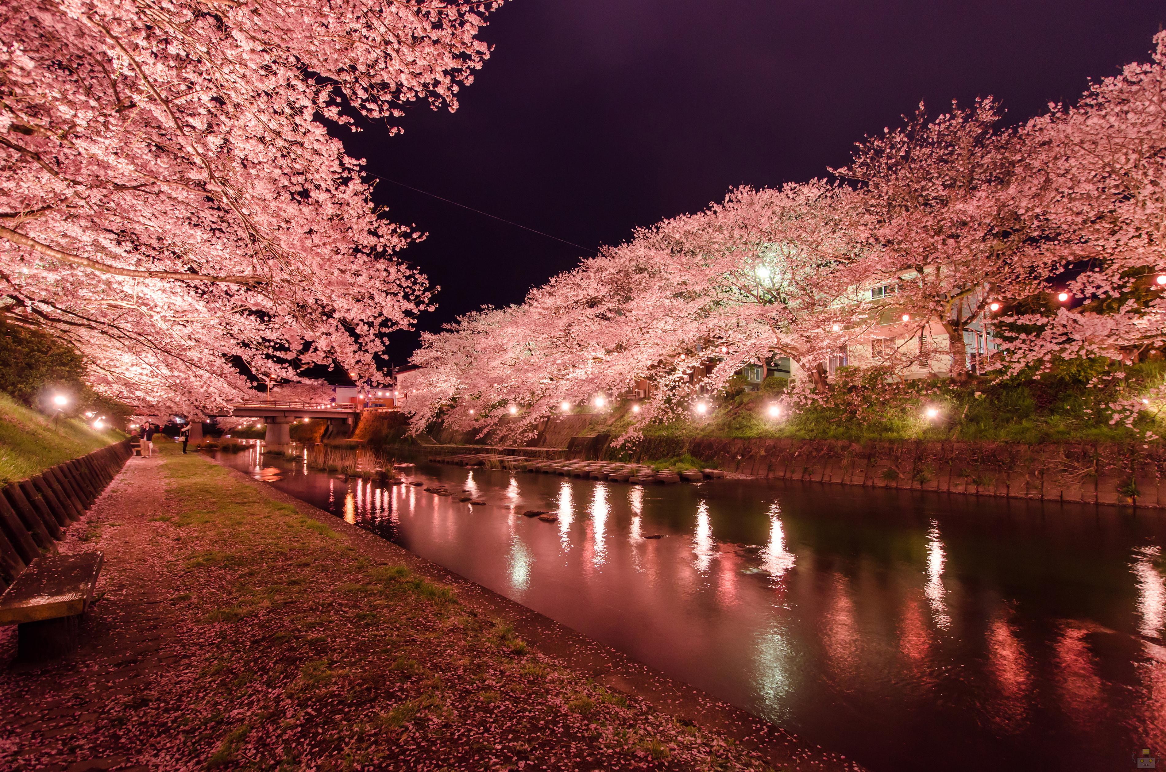 美祢さくら公園で夜桜撮ってきたよ 山口県の出張カメラマン長谷川涼太
